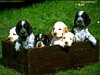 miniatura_cani31 copia